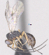  (Allorhogas Malaise2904 - CCDB-38197-B09)  @11 [ ] CreativeCommons - Attribution (2023) Michael Sharkey Centre for Biodiversity Genomics