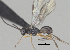  ( - CCDB-38214-C03)  @11 [ ] CreativeCommons - Attribution (2023) Michael Sharkey Centre for Biodiversity Genomics