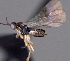  ( - CCDB-38197-C04)  @11 [ ] CreativeCommons - Attribution (2023) Michael Sharkey Centre for Biodiversity Genomics