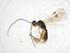  (Heterospilus Malaise2643 - CBG-A13329-C01)  @11 [ ] CreativeCommons - Attribution Share - Alike (2023) Centre for Biodiversity Genomics Centre for Biodiversity Genomics