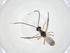  (Heterospilus Malaise5214 - CBG-A13329-D10)  @11 [ ] CreativeCommons - Attribution Share - Alike (2023) Centre for Biodiversity Genomics Centre for Biodiversity Genomics