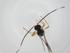  (Heterospilus Malaise6301 - CBG-A13330-A05)  @11 [ ] CreativeCommons - Attribution Share - Alike (2023) Centre for Biodiversity Genomics Centre for Biodiversity Genomics