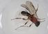  (Leptodrepana Malaise3456 - CBG-A13331-C09)  @11 [ ] CreativeCommons - Attribution Share - Alike (2023) Centre for Biodiversity Genomics Centre for Biodiversity Genomics