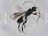  (Leptodrepana Malaise5187 - CBG-A13331-D10)  @11 [ ] CreativeCommons - Attribution Share - Alike (2023) Centre for Biodiversity Genomics Centre for Biodiversity Genomics