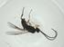  (Dolichogenidea Malaise1279 - CBG-A26235-A02)  @11 [ ] CreativeCommons - Attribution Share - Alike (2024) Centre for Biodiversity Genomics Centre for Biodiversity Genomics