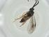  (Dolichogenidea Malaise7588 - CBG-A26235-B09)  @11 [ ] CreativeCommons - Attribution Share - Alike (2024) Centre for Biodiversity Genomics Centre for Biodiversity Genomics