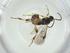  (Diolcogaster Choi51 - CBG-A26235-B12)  @11 [ ] CreativeCommons - Attribution Share - Alike (2024) Centre for Biodiversity Genomics Centre for Biodiversity Genomics