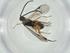  (Dolichogenidea Malaise2778 - CBG-A26235-E10)  @11 [ ] CreativeCommons - Attribution Share - Alike (2024) Centre for Biodiversity Genomics Centre for Biodiversity Genomics