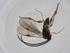  (Dolichogenidea junhyongkimi - CBG-A26236-B06)  @11 [ ] CreativeCommons - Attribution Share - Alike (2024) Centre for Biodiversity Genomics Centre for Biodiversity Genomics