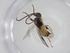  (Diolcogaster Janzen06 - CBG-A26236-F06)  @11 [ ] CreativeCommons - Attribution Share - Alike (2024) Centre for Biodiversity Genomics Centre for Biodiversity Genomics