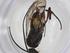  (Promicrogaster Malaise7868 - CBG-A26236-H08)  @11 [ ] CreativeCommons - Attribution Share - Alike (2024) Centre for Biodiversity Genomics Centre for Biodiversity Genomics