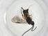  (Dolichogenidea jaimelewesi - CBG-A26237-A09)  @11 [ ] CreativeCommons - Attribution Share - Alike (2024) Centre for Biodiversity Genomics Centre for Biodiversity Genomics
