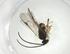  (Dolichogenidea Malaise1349 - CBG-A26237-A12)  @11 [ ] CreativeCommons - Attribution Share - Alike (2024) Centre for Biodiversity Genomics Centre for Biodiversity Genomics