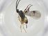  (Dolichogenidea rodrigogamezi - CBG-A26237-D05)  @11 [ ] CreativeCommons - Attribution Share - Alike (2024) Centre for Biodiversity Genomics Centre for Biodiversity Genomics