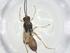  (Heterospilus Malaise3866 - CBG-A26269-G11)  @11 [ ] CreativeCommons - Attribution Share - Alike (2024) Centre for Biodiversity Genomics Centre for Biodiversity Genomics