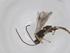  (Promicrogaster Malaise4909 - CBG-A26270-B05)  @11 [ ] CreativeCommons - Attribution Share - Alike (2024) Centre for Biodiversity Genomics Centre for Biodiversity Genomics