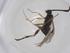  (Dolichogenidea Malaise1735 - CBG-A26270-B10)  @11 [ ] CreativeCommons - Attribution Share - Alike (2024) Centre for Biodiversity Genomics Centre for Biodiversity Genomics