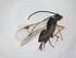  (Dolichogenidea Malaise9580 - CBG-A26272-A12)  @11 [ ] CreativeCommons - Attribution Share - Alike (2024) Centre for Biodiversity Genomics Centre for Biodiversity Genomics