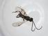  (Dolichogenidea Malaise1565 - CBG-A26272-H05)  @11 [ ] CreativeCommons - Attribution Share - Alike (2024) Centre for Biodiversity Genomics Centre for Biodiversity Genomics