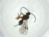  (Triaspis Malaise4239 - CBG-A26273-H08)  @11 [ ] CreativeCommons - Attribution Share - Alike (2024) Centre for Biodiversity Genomics Centre for Biodiversity Genomics