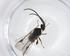 (Dolichogenidea anacomposae - CBG-A40266-C07)  @11 [ ] CreativeCommons - Attribution Share - Alike (2024) Centre for Biodiversity Genomics Centre for Biodiversity Genomics