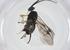  (Dolichogenidea Malaise9756 - CBG-A40272-C06)  @11 [ ] CreativeCommons - Attribution Share - Alike (2024) Centre for Biodiversity Genomics Centre for Biodiversity Genomics