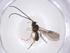  (Opius Malaise3112 - CBG-A40277-D11)  @11 [ ] CreativeCommons - Attribution Share - Alike (2024) Centre for Biodiversity Genomics Centre for Biodiversity Genomics