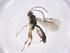  (Chilocyrtus Malaise3122 - CBG-A40280-G07)  @11 [ ] CreativeCommons - Attribution Share - Alike (2024) Centre for Biodiversity Genomics Centre for Biodiversity Genomics