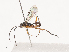  ( - CCDB-31606-F10)  @11 [ ] CreativeCommons - Attribution Share - Alike (2024) CBG Photography Group Centre for Biodiversity Genomics