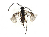  ( - CCDB-38214-H08)  @11 [ ] CreativeCommons - Attribution Share-Alike (2024) CBG Photography Group Centre for Biodiversity Genomics