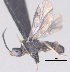  ( - CCDB-38197-D11)  @11 [ ] CreativeCommons - Attribution (2023) Michael Sharkey Centre for Biodiversity Genomics
