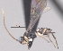  ( - CCDB-38196-D12)  @11 [ ] CreativeCommons - Attribution (2023) Michael Sharkey Centre for Biodiversity Genomics