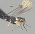  ( - CCDB-38214-D05)  @11 [ ] CreativeCommons - Attribution (2023) Michael Sharkey Centre for Biodiversity Genomics