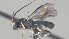  ( - CCDB-38214-E11)  @11 [ ] CreativeCommons - Attribution (2023) Michael Sharkey Centre for Biodiversity Genomics