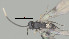  ( - CCDB-38198-E12)  @11 [ ] CreativeCommons - Attribution (2023) Michael Sharkey Centre for Biodiversity Genomics