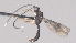 ( - CCDB-38196-E02)  @11 [ ] CreativeCommons - Attribution (2023) Michael Sharkey Centre for Biodiversity Genomics
