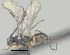  ( - CCDB-38198-E03)  @11 [ ] CreativeCommons - Attribution (2023) Michael Sharkey Centre for Biodiversity Genomics