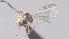  ( - CCDB-38197-E05)  @11 [ ] CreativeCommons - Attribution (2023) Michael Sharkey Centre for Biodiversity Genomics