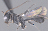  ( - CCDB-38197-F12)  @11 [ ] CreativeCommons - Attribution (2023) Michael Sharkey Centre for Biodiversity Genomics