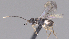  ( - CCDB-38196-F12)  @11 [ ] CreativeCommons - Attribution (2023) Michael Sharkey Centre for Biodiversity Genomics