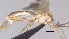  ( - CCDB-38196-F08)  @11 [ ] CreativeCommons - Attribution (2023) Michael Sharkey Centre for Biodiversity Genomics