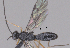  (Neognamptodon Malaise9410 - CCDB-38196-F09)  @11 [ ] CreativeCommons - Attribution (2023) Michael Sharkey Centre for Biodiversity Genomics