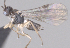  ( - CCDB-38197-G12)  @11 [ ] CreativeCommons - Attribution (2023) Michael Sharkey Centre for Biodiversity Genomics