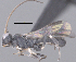  ( - CCDB-38197-G02)  @11 [ ] CreativeCommons - Attribution (2023) Michael Sharkey Centre for Biodiversity Genomics