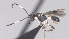  (Leptodrepana Malaise8702 - CCDB-38196-G04)  @11 [ ] CreativeCommons - Attribution (2023) Michael Sharkey Centre for Biodiversity Genomics