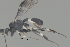  ( - CCDB-38198-G07)  @11 [ ] CreativeCommons - Attribution (2023) Michael Sharkey Centre for Biodiversity Genomics