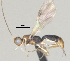  ( - CCDB-38214-G07)  @11 [ ] CreativeCommons - Attribution (2023) Michael Sharkey Centre for Biodiversity Genomics