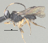 ( - CCDB-38198-G09)  @11 [ ] CreativeCommons - Attribution (2023) Michael Sharkey Centre for Biodiversity Genomics