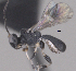  ( - CCDB-38196-H05)  @11 [ ] CreativeCommons - Attribution (2023) Michael Sharkey Centre for Biodiversity Genomics