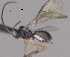  ( - CCDB-38196-H08)  @11 [ ] CreativeCommons - Attribution (2023) Michael Sharkey Centre for Biodiversity Genomics